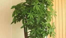 发财树修剪方法视频,视频教程详解